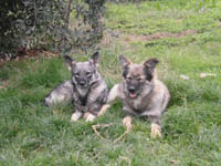 cani da tocca